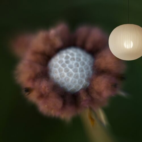 Fotobehangwinkel.nl Fotobehang Mystieke Bloemvormige Transformatie