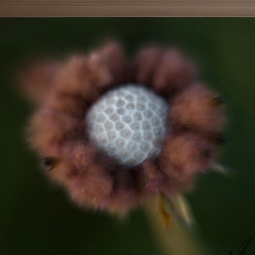 Fotobehang Mystieke Bloemvormige Transformatie