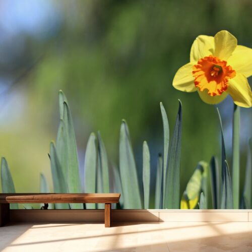 Fotobehangwinkel.nl Fotobehang Stralende Lentegloed Narcis Ontwaakt