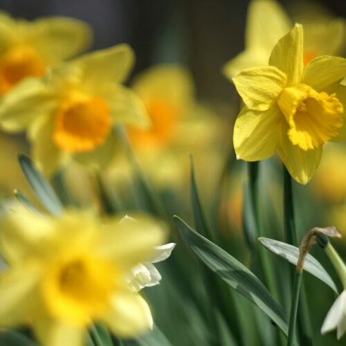Fotobehang Stralende Lente-Narcissen Behang
