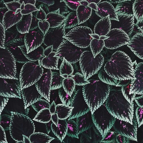 Fotobehangwinkel.nl Fotobehang Fluweelgroene Bladertapijt Met Paars Accent