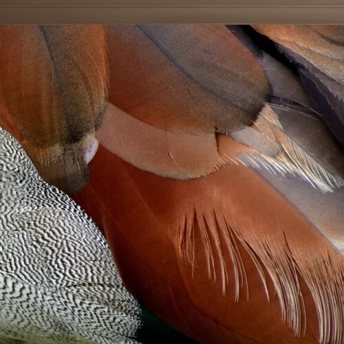 Fotobehangwinkel.nl Fotobehang Veerachtige Kleurenpracht In Natuurlijke Harmonie