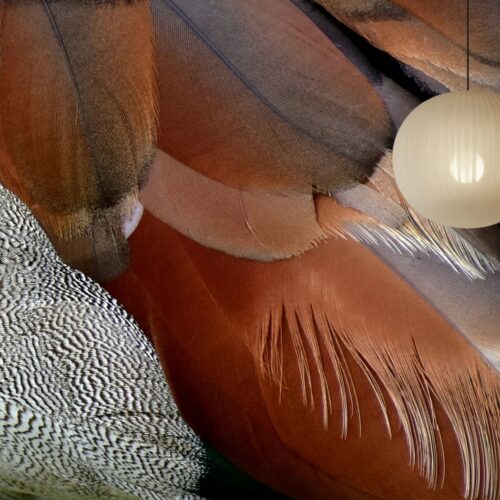 Fotobehangwinkel.nl Fotobehang Veerachtige Kleurenpracht In Natuurlijke Harmonie