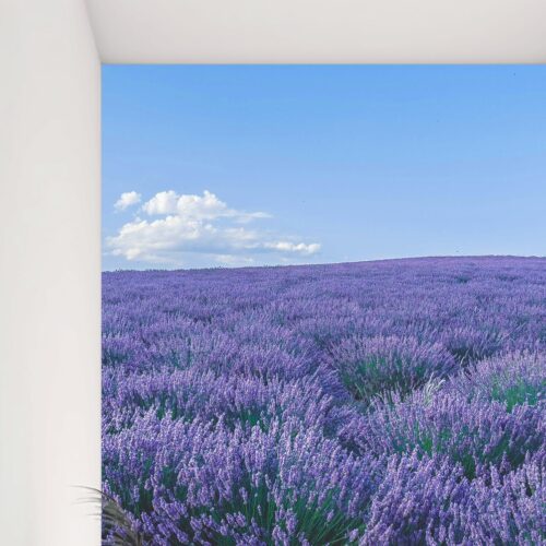 Fotobehang Paarse Lavendelvelden onder Blauwe Hemel