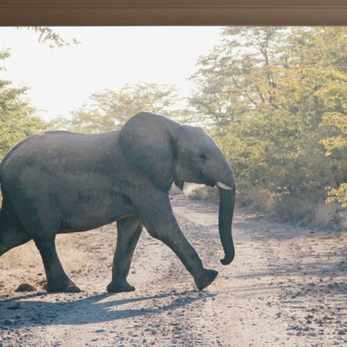 Fotobehangwinkel.nl Fotobehang Wandeling Van De Dappere Olifant